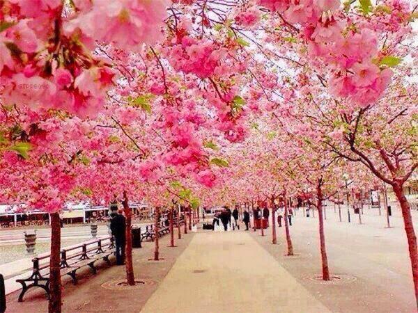 _Paisajes_'s tweet photo. Dar un paseo entre los cerezos en flor. Japon. http://t.co/0bhlFWpay1