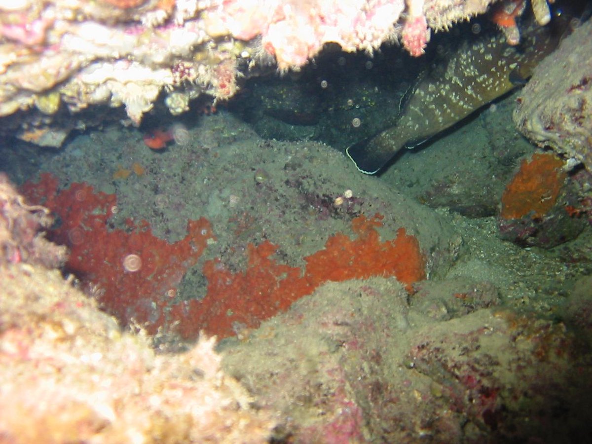 sergio75pa's tweet photo. Oggi 29 Novembr 2014, Immersione alle secca della formica con #Profdiver a #Palermo http://t.co/mRSUH4CDZp