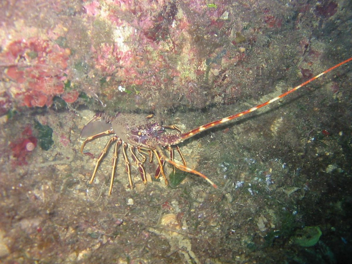 sergio75pa's tweet photo. Oggi 29 Novembr 2014, Immersione alle secca della formica con #Profdiver a #Palermo http://t.co/mRSUH4CDZp