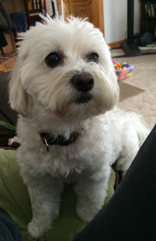 jcolsten's tweet photo. #havanesepuppy #adorable http://t.co/IgA6Ul9qCB