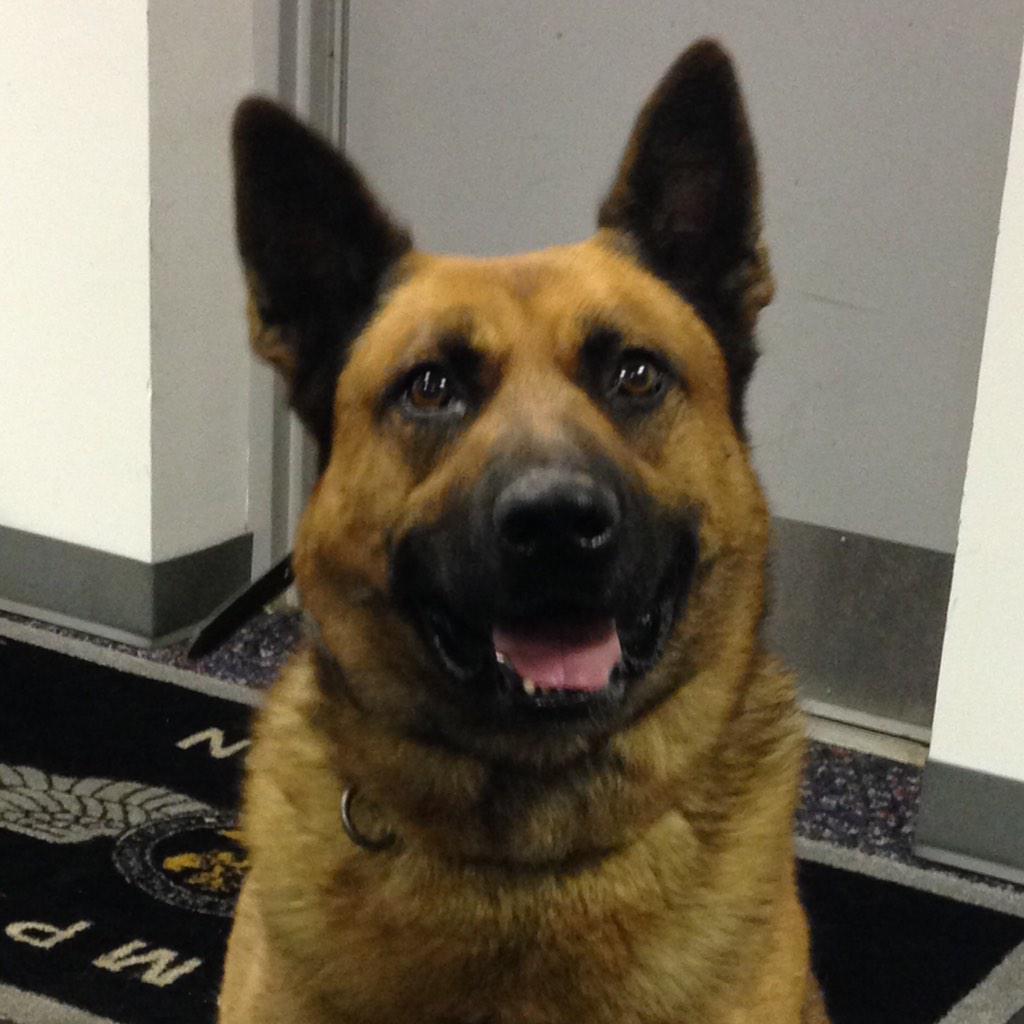 CMPD's tweet photo. Three men captured last night after home invasion thanks to #Snoopy's FLIR, K9 Bevo and Metro patrol. @GoodNewsCops http://t.co/mOOVkZCkzi