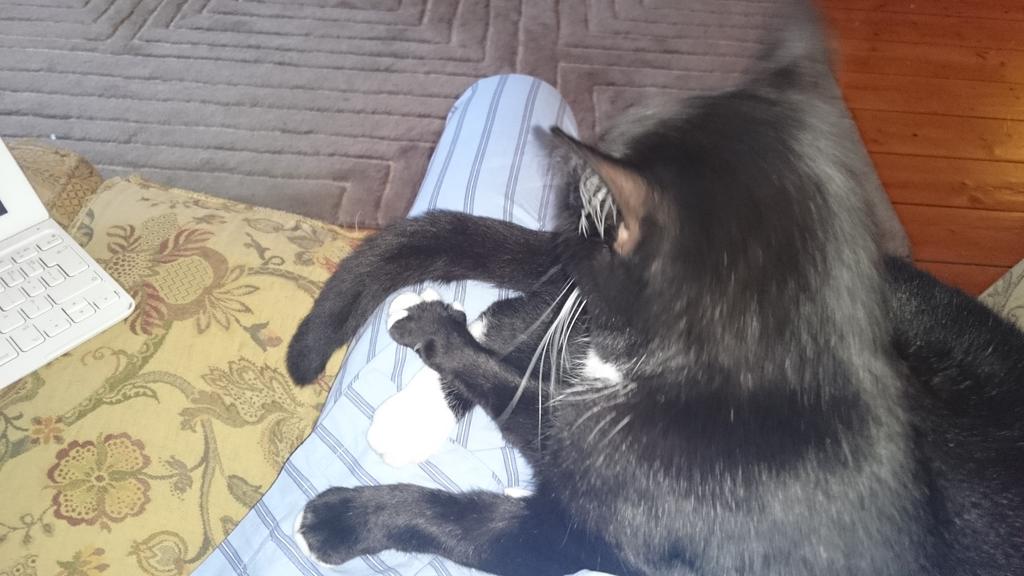 Pyjamas and kitten perfect Saturday afternoon