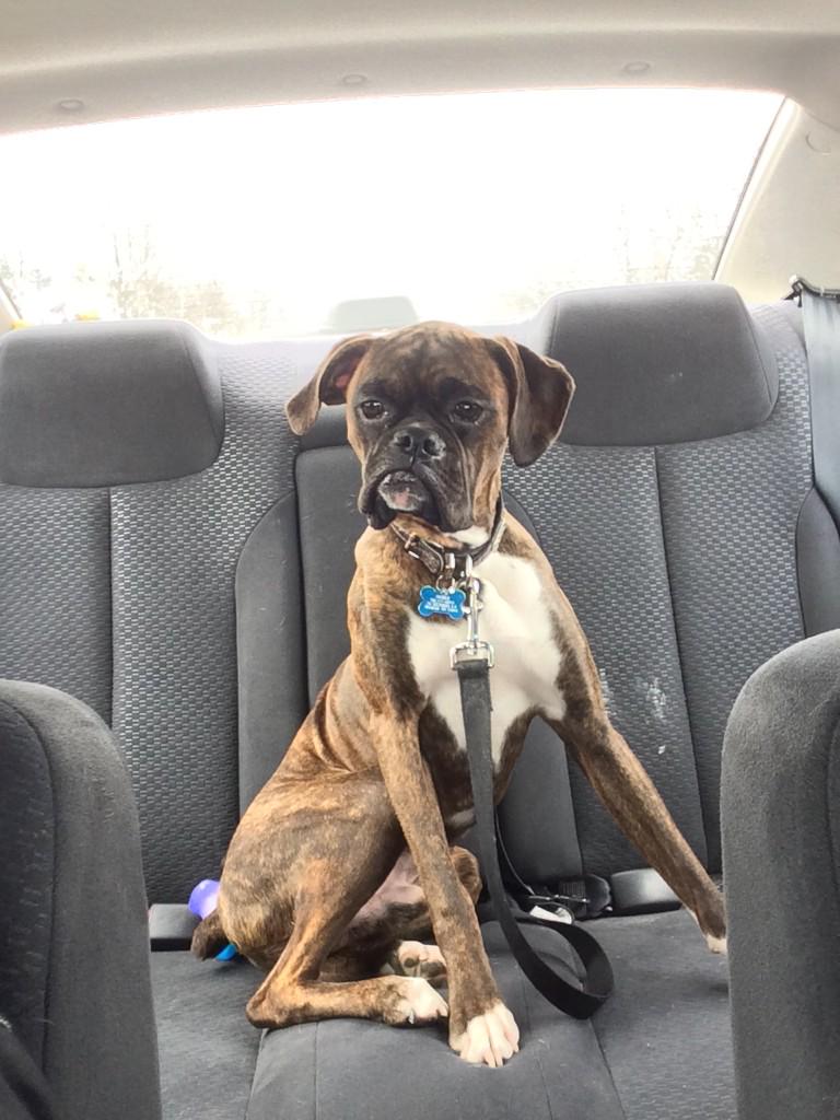 JusticeTheBoxer's tweet photo. On my way to the vet http://t.co/MxqI6t5SKb