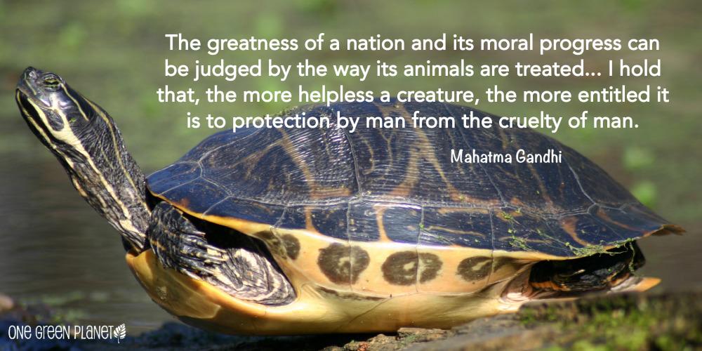 AccelerateGreen's tweet photo. RT @OneGreenPlanet: 10 #Quotes That Will Inspire You to Fight For #Animals http://t.co/5H5v0e05Kr  #QuoteOfTheDay http://t.co/jdXr8ldbzO