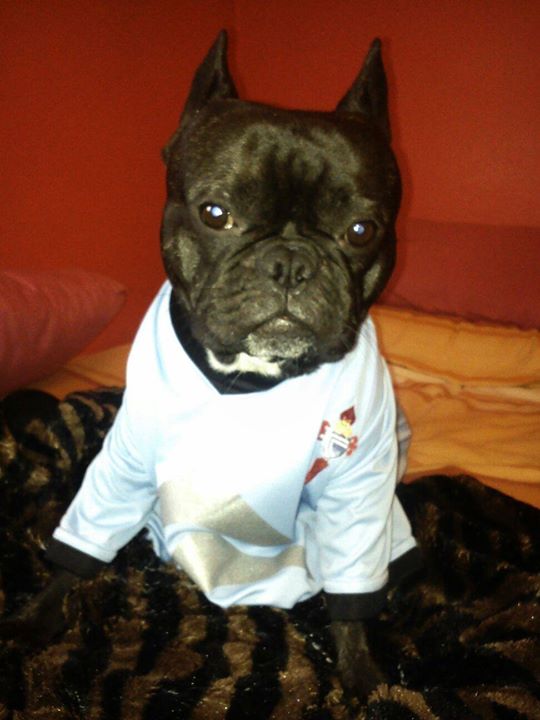 Daldao87's tweet photo. Cholo también es celeste #puerta1923 http://t.co/9YdW7zOKn4