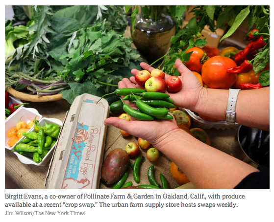 localpickins's tweet photo. Crop swaps fostering community: @nytfood http://t.co/sdmdsIxlap @PollinateFarm @foodswaps @markbomford @BOSswappers http://t.co/IAzHMgodba