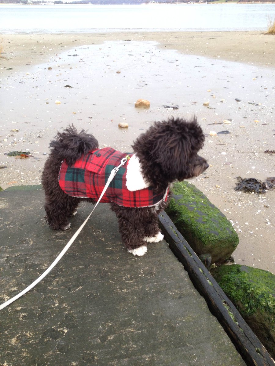 CarolSilvaNews's tweet image. #HowColdIsIt? So cold puppy broke out her new coat. #DogGoneAdorable @samanthaaugeri