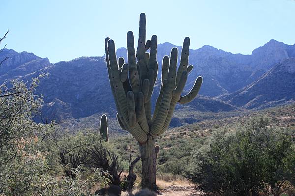 RainTrueax's tweet photo. the peace and its exciting history all combine to make me love time on the Arizona-Sonora desert http://t.co/h9pOMNVG3U
