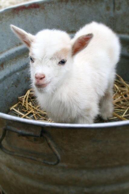 y4jBCHS's tweet photo. Wish I had a goat to cuddle with on a cold day like today! #dailydoseofgoats #whythegoat ๐ http://t.co/unqfBBLUbt