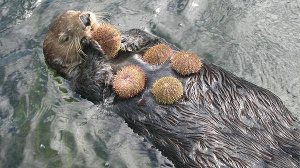 Chiara Campione Sur Twitter Almanacco Lei Puo Mangiare I Ricci Quando C E Il Fermobiologico Noi No Ingiustizia Lontra Marina Enhydra Lutris Http T Co Sba7nyxlc6