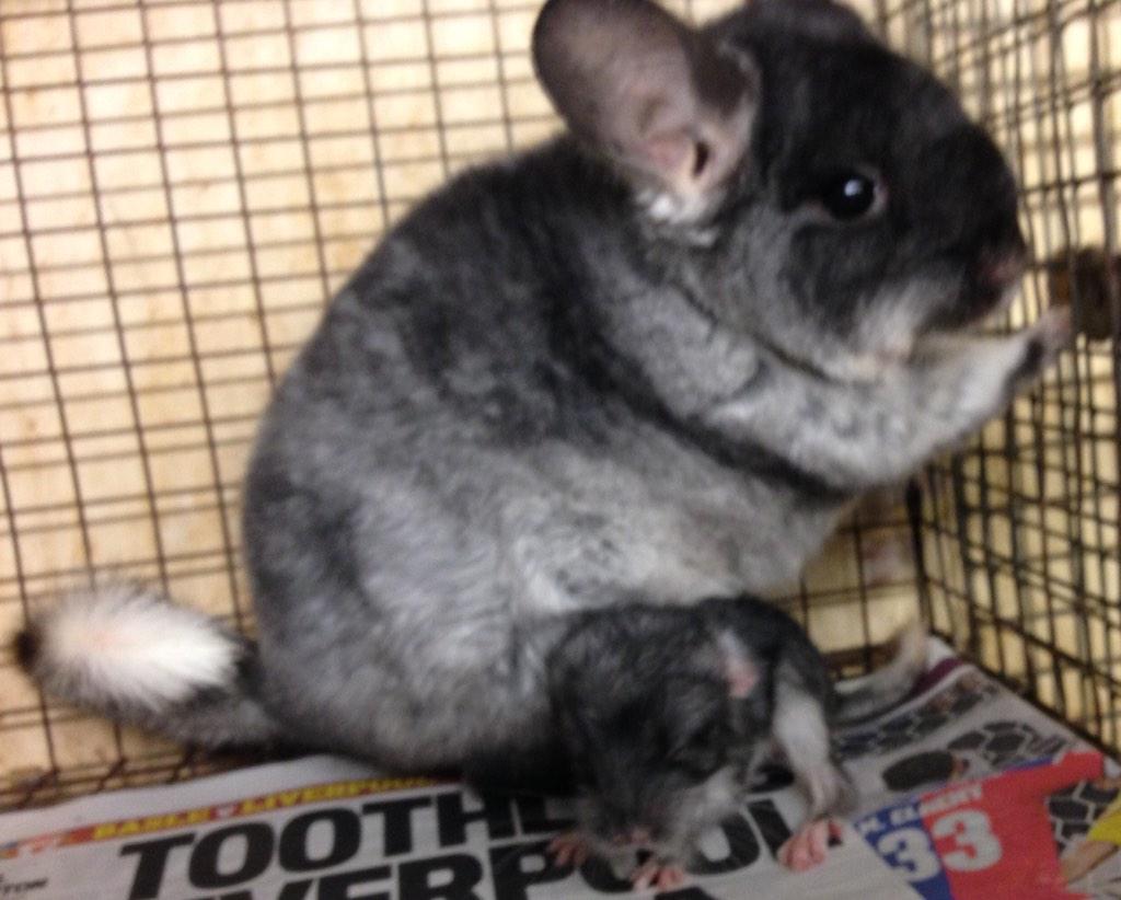 greenwood chinchillas