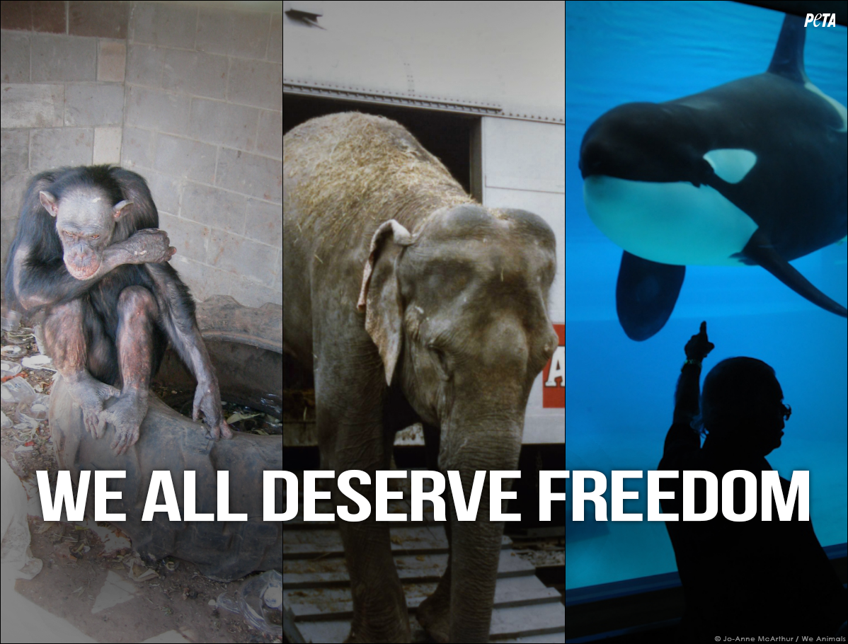 peta tweet picture