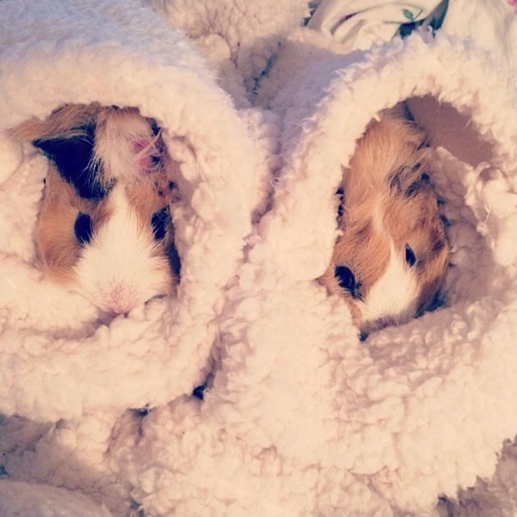 chummy_deyes's tweet photo. the best house hold ever @PointlessBlog @ZozeeBo 💖🐶 http://t.co/MgkUE4NPZS