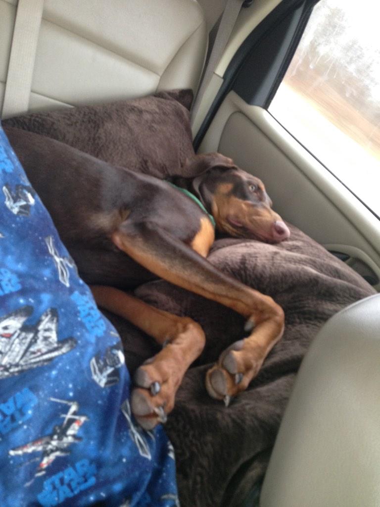 andreamarko13's tweet photo. He has the best seat in the car! #spoiled #backtoMO http://t.co/5krYnjLm3k