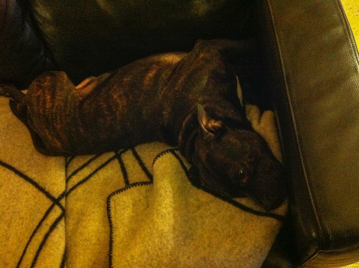 BenteOH's tweet image. Ikke noe stress med bikkja her i huset … #vedfyring #rørosteppe #sofahund #staff #barnebarnssurrogat