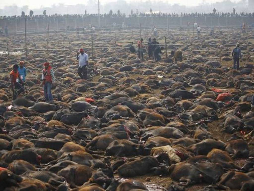 Bantai 5000 Ekor Kerbau, Festival Gadhimai di Nepal Dikecam metrotvn.ws/A325540