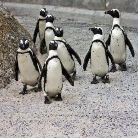 Dirty_Penguins's tweet photo. The boys are working hard in the off season to try and defend their title #cardio #5amjog #defendingchamps http://t.co/dF77OsKoOx
