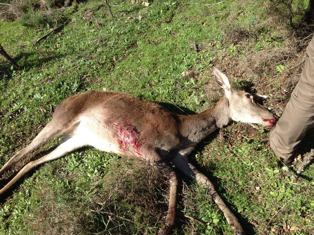 Jotate98's tweet photo. Perfecto dia monteando en Las Encinosas mi puesto: Armada El Risquillo N•2 @monteaandalucia @LancesCanalSur http://t.co/xgTFldyuso