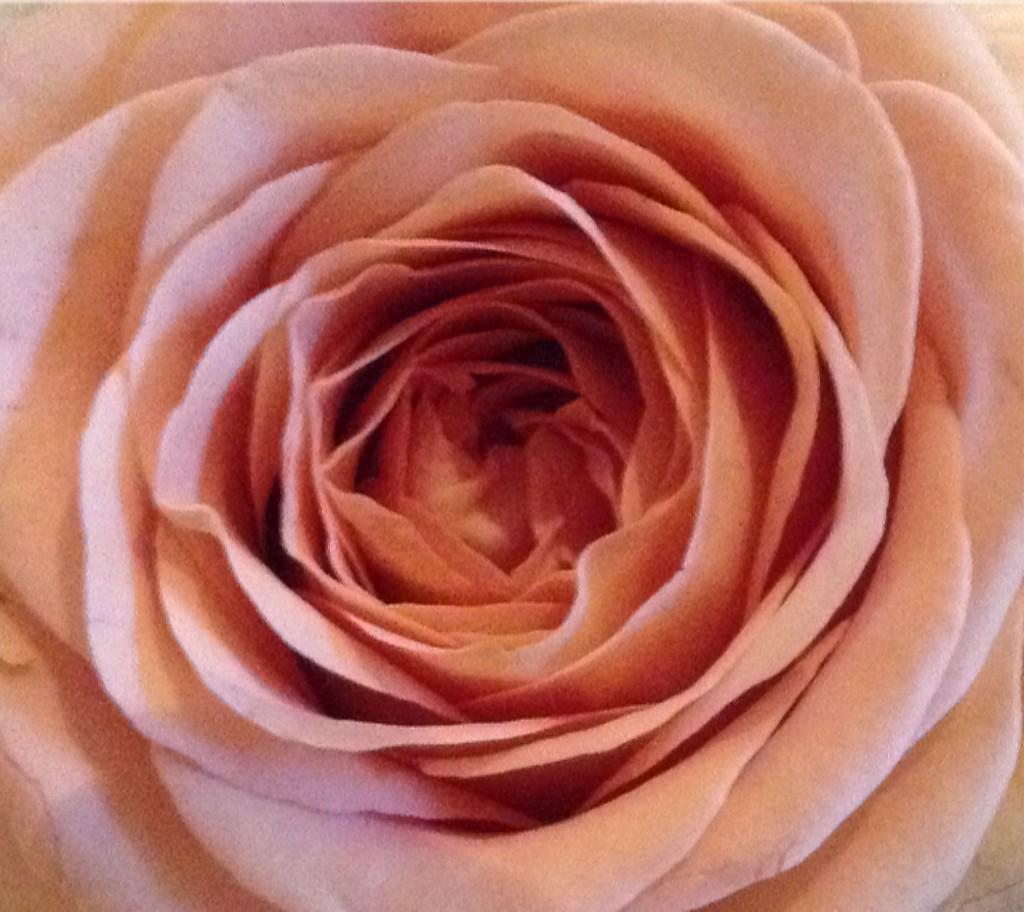 For my gallery of work visit and like facebook.com/flowersbysonja…