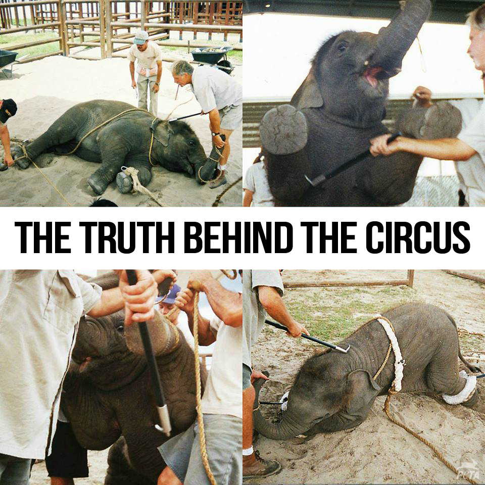 peta tweet picture