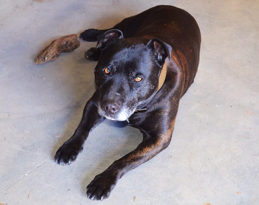 Legend Dog part of the family x "@bresswinecider: Vale Ollie. Rest in peace. Oh how we will miss you. "