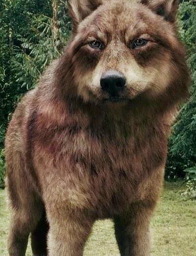 @Renesmee_TBD Great! *goes wolf and looks at you*