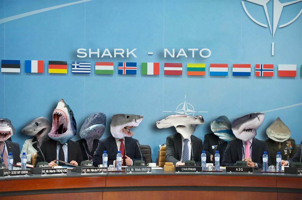 AlanGHangover's tweet photo. Shark - Nato http://t.co/IbDnjKrkjb