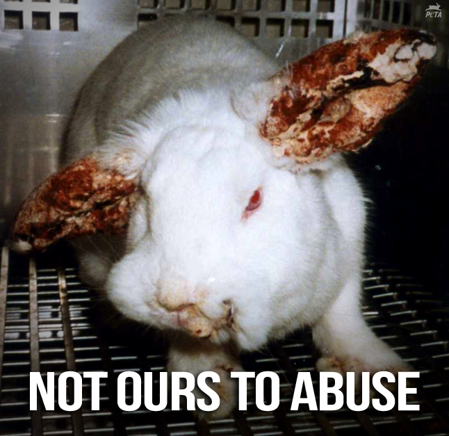 peta tweet picture
