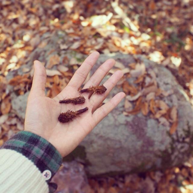 yukinobuko's tweet photo. 野鳥撮影してる方に教えてもらって、アカマツの木の上にいるニホンリスを発見!森のエビフライも3つだけ落ちてた。
#forestcombing http://t.co/BhOAJajbve