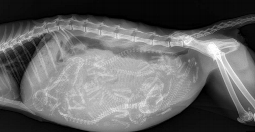 Know's tweet photo. X-ray image of a pregnant cat with six kittens. http://t.co/NZSqByg7ib