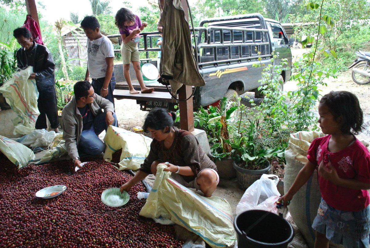 coffeewanita's tweet photo. #limaputri #sidamanik #natural Thanks to farm sponsors @rich_austin and @andyrkent now these girls can go to school! http://t.co/hmP2mMNy1i