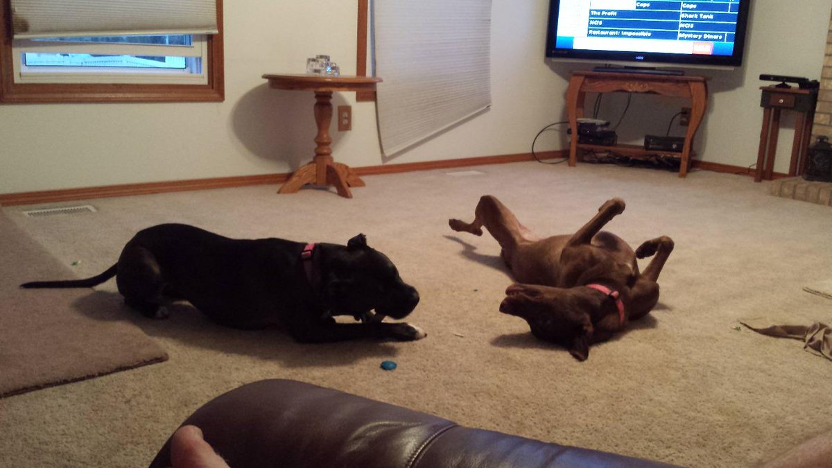 GambitMLG's tweet photo. #ShowUsYourPits #PitBullsandParolees My baby Josie and her sister Vixen love playing together! http://t.co/DdHn8GY1B5