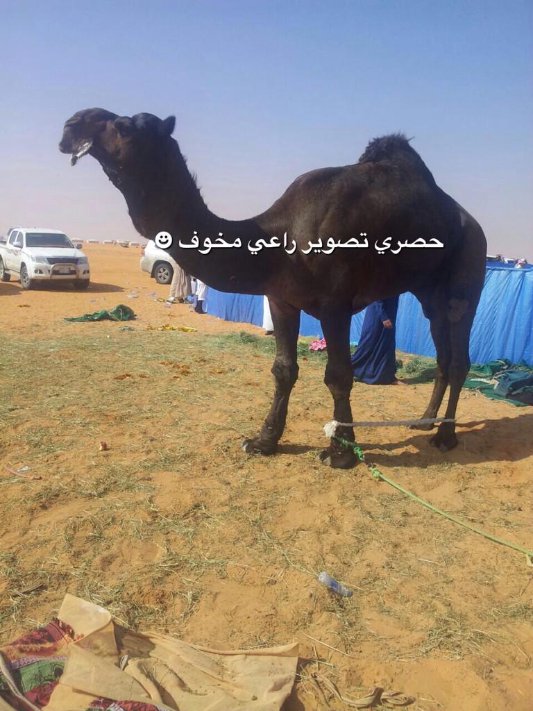 عسران ابن مجدل