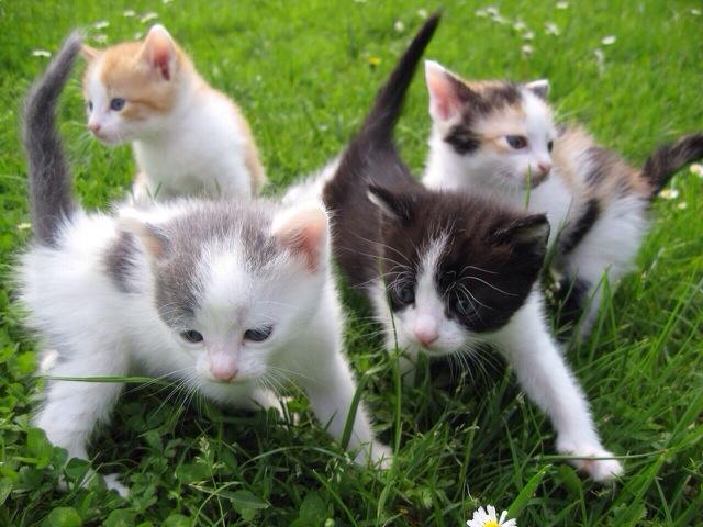 The Cult Cat (@elverojaguar) on Twitter photo 