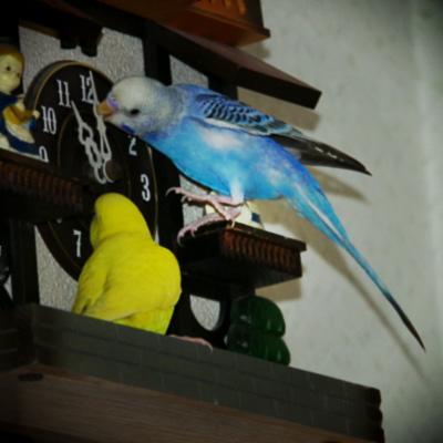 kussutto's tweet photo. 昭和の頃、親戚のおじさんがくれた鳩時計をずっと使っていたのだが、最近時間が少しずつズレるようになった。
寿命だから仕方ない…
わけじゃなくて、お前らか！ https://t.co/geEpO5Ssti
