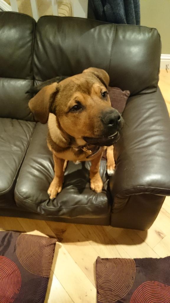 STITCH1987's tweet photo. Off to @DOGDADDY5 training today. Let's see how well behaved Diesel is today http://t.co/dVyRJOESrO