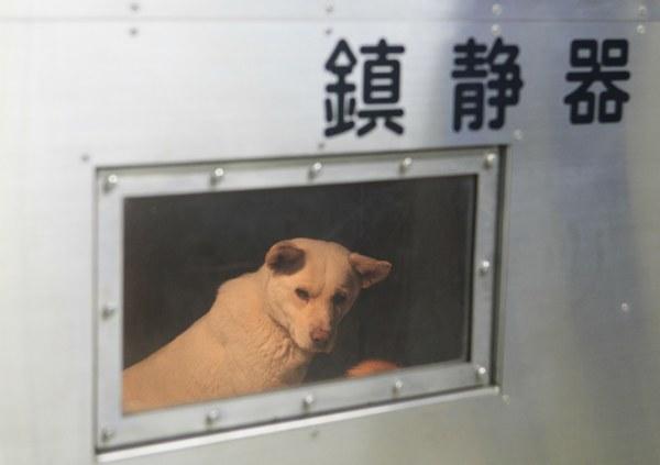 JJceeeeeez's tweet photo. ⑨犬や猫を、ペットショップで買うのではなく、保健所や愛護団体の譲渡会等で里親になる人が増えたら、どれだけの命が救えて、繁殖犬猫という苦痛から解放される子達がどれだけいるだろう。買う前に、殺処分とペットショップの闇を知って欲しい。 http://t.co/AuD6Dx86gj