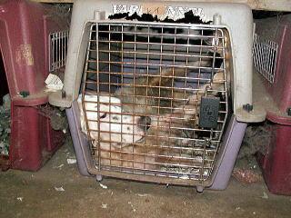 JJceeeeeez's tweet photo. ⑨犬や猫を、ペットショップで買うのではなく、保健所や愛護団体の譲渡会等で里親になる人が増えたら、どれだけの命が救えて、繁殖犬猫という苦痛から解放される子達がどれだけいるだろう。買う前に、殺処分とペットショップの闇を知って欲しい。 http://t.co/AuD6Dx86gj