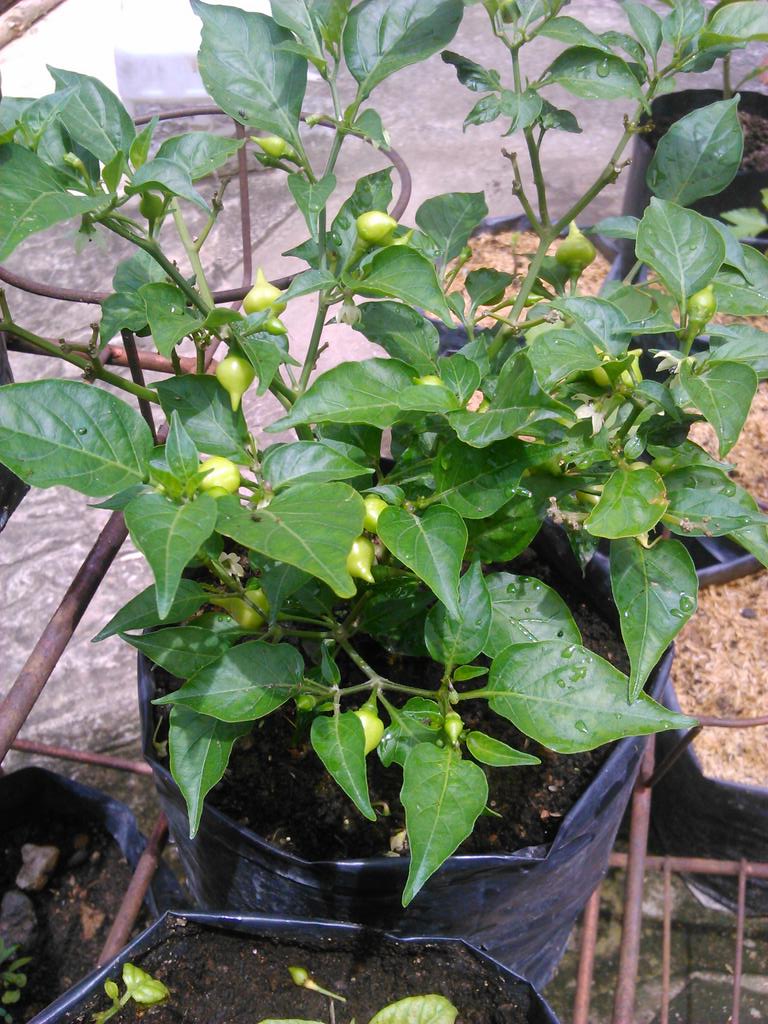 reskans's tweet photo. Chupetinho, black royal sama black hot lagi mejeng.. @PLBBerkebun http://t.co/OIu6cZix1l