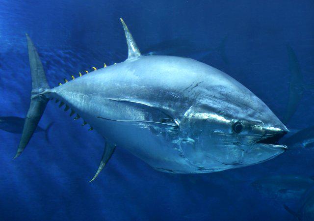 MissionBlue's tweet photo. Bluefin #TUNA is on the brink of extinction. PETITION to PROTECT their HOME, the HIGH SEAS! http://t.co/2WhjUvSh0l http://t.co/jVs2rbJref
