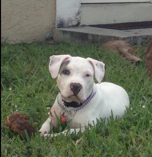 #Showusyourpits Wilbur was rescued from broward shelter. They found him tied to quarter vacuum machine at car wash :(