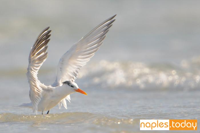 South Florida is one of the most diverse locations in the whole USA for bird watching naples.today/article/12/bir…