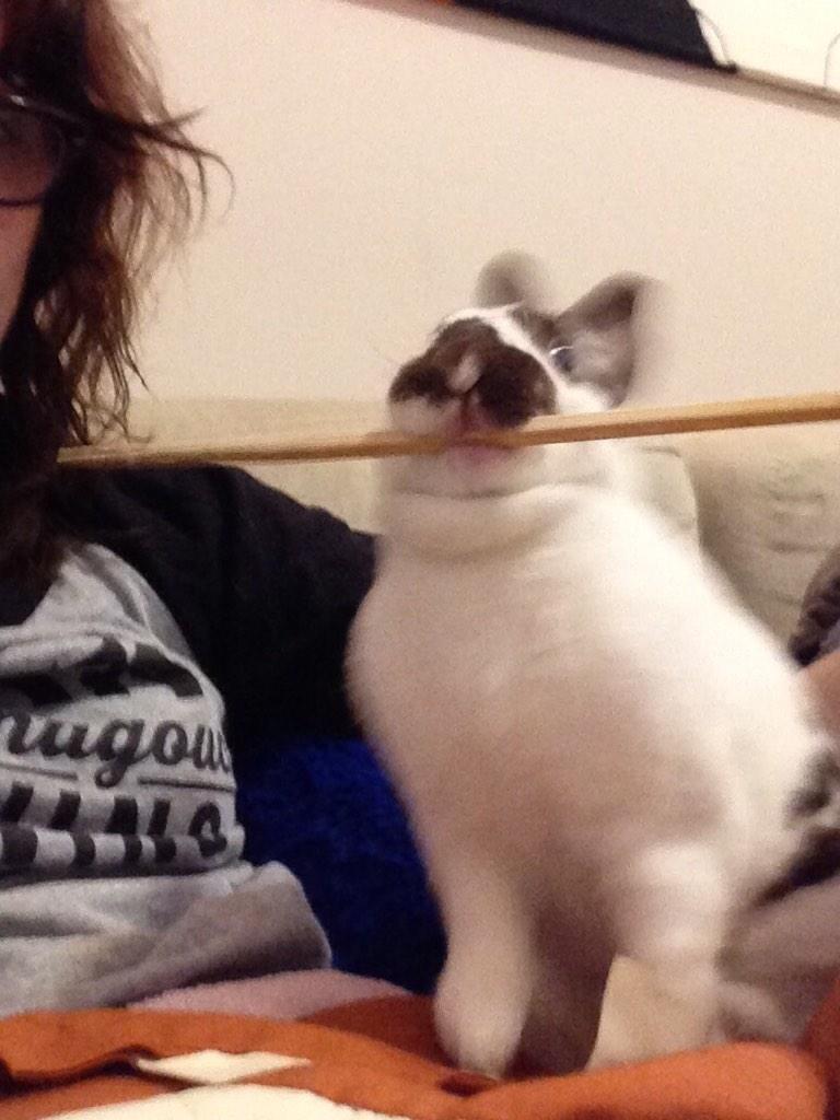 moxie_baby's tweet photo. Chopstick time! #Godzillatime #wreckeverything http://t.co/rWoLo4hqJV