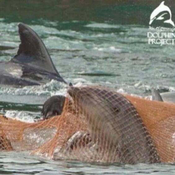 theirvoice2's tweet photo. Dolphins naturally swim and forage for miles each day. Captivity has constrained their natural life #OpSeaWorld https://t.co/viosAdj9Fv