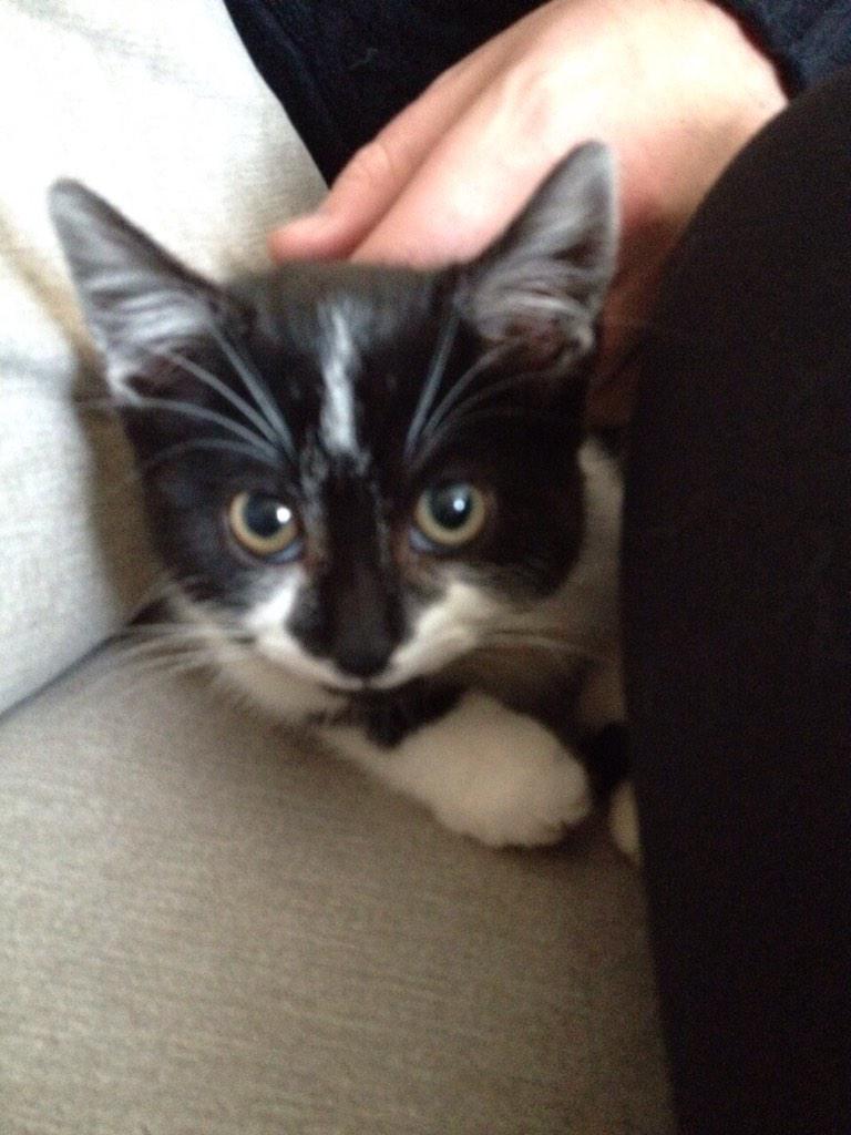 Introducing Poppy