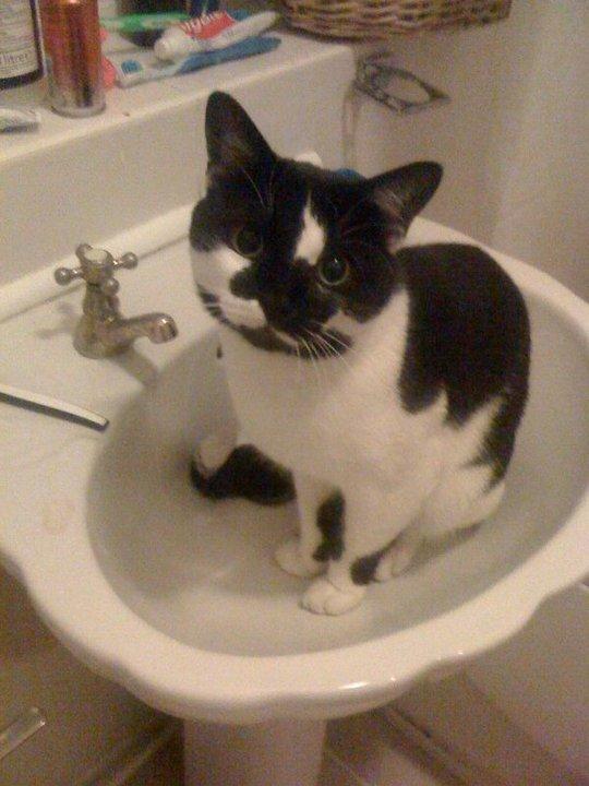 Done some praying, just finished having a wash. Here I am for #TripeCat2014: <a href="/TripeUK/">Tripe Marketing Board 💚</a>