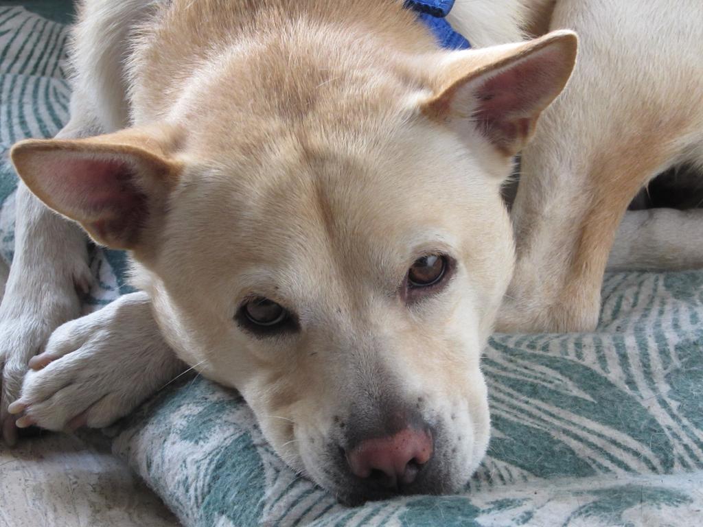 Sharine20's tweet photo. URGENTE Catire en adopcion, macho esterilizado, 4 años, mediano, extremadamente docil y cariñoso, educado y tranquilo http://t.co/ysZXPlBSkt
