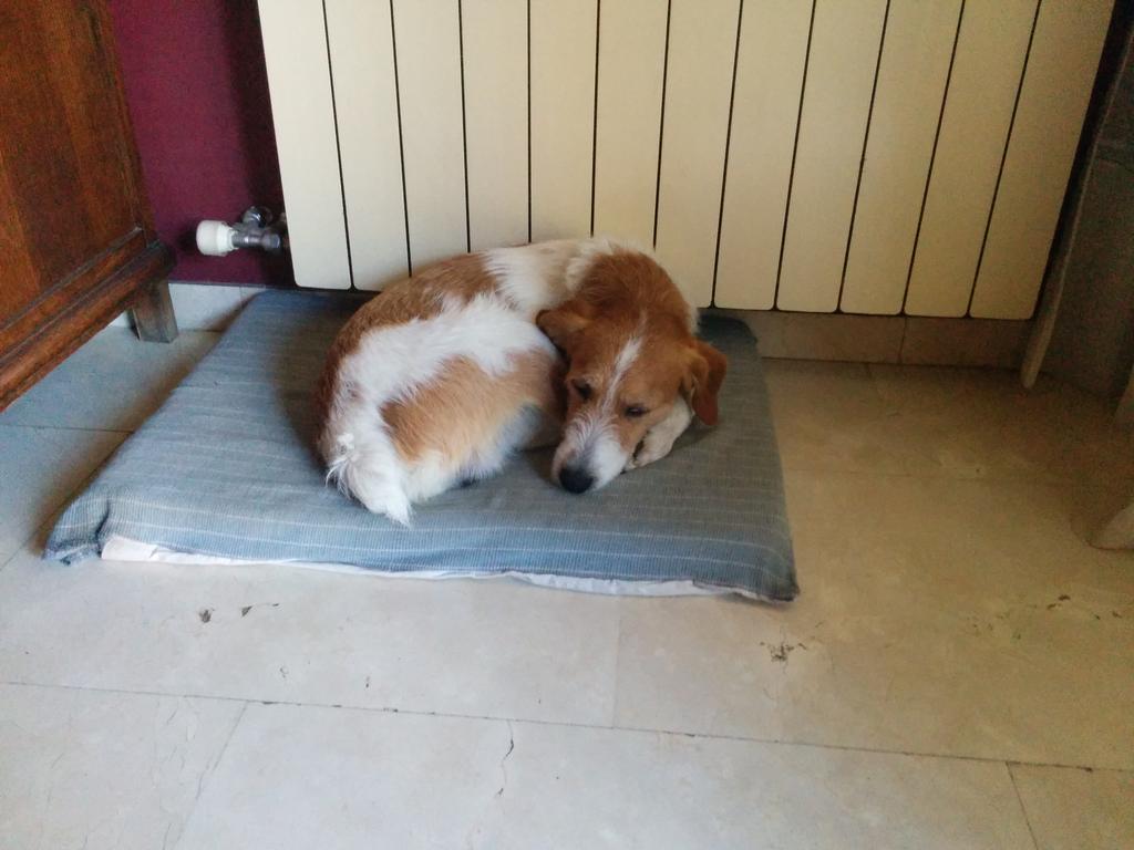 lballestin2's tweet photo. Perro desaparecido en Boadilla. Avisadme si alguien lo ve por favor. Su nombre es Blas @Aglezterol @Ayto_Boadilla http://t.co/hJAzHFquCZ