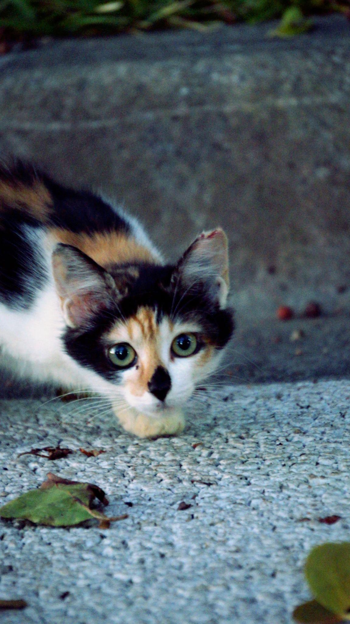 Cat Wallpaper Kitten Wallpaper Http T Co Fba1ncxbsi Cat 猫 Wallpaper Iphone Android Kitten Http T Co Tahgkyy8rl Twitter