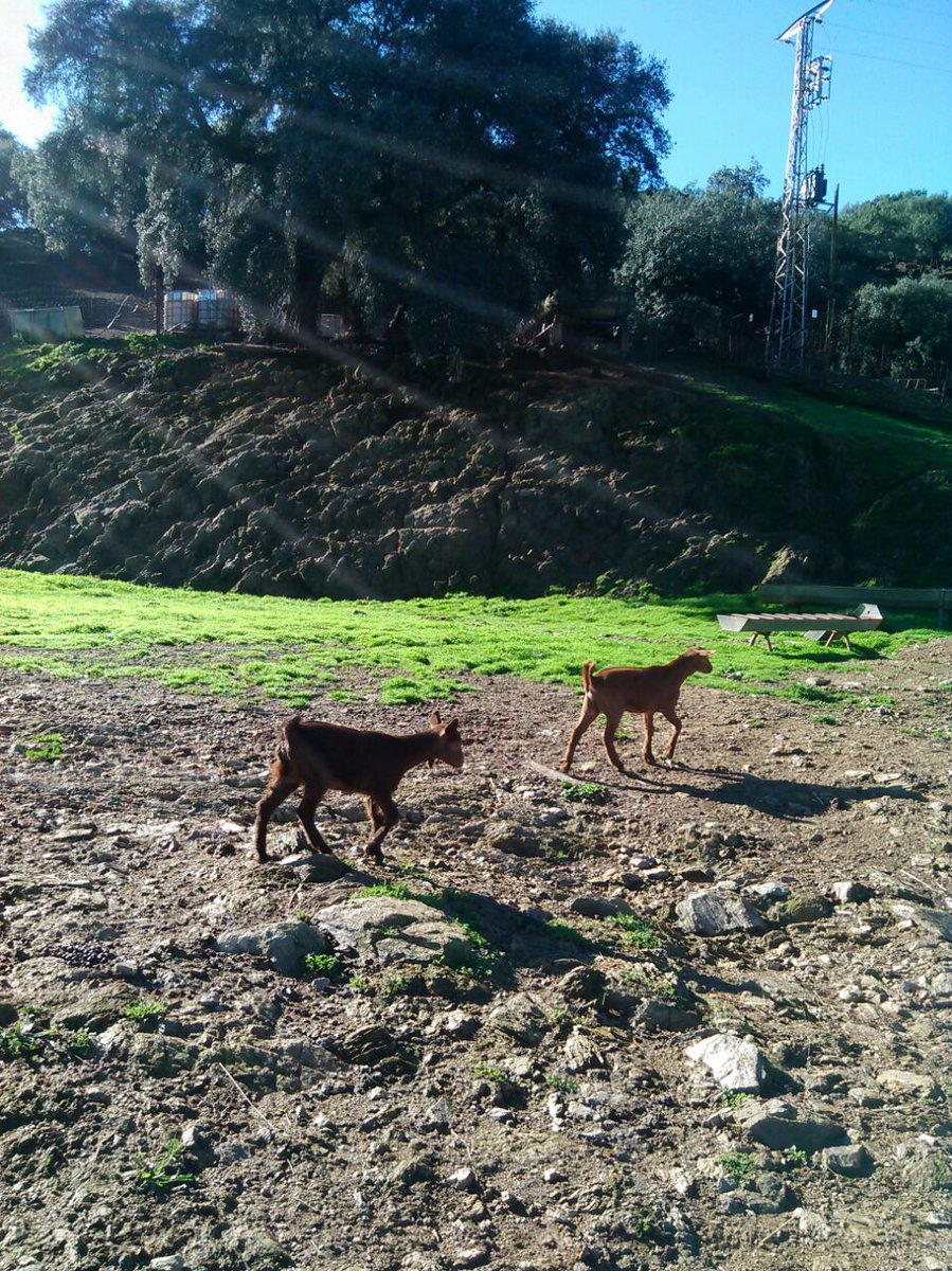 CV Cabildo Viejo Parque Natural Sierra de Aracena tweet media